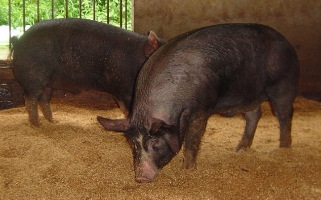 かごしま黒豚発祥の地の豚『鹿籠豚』:写真1